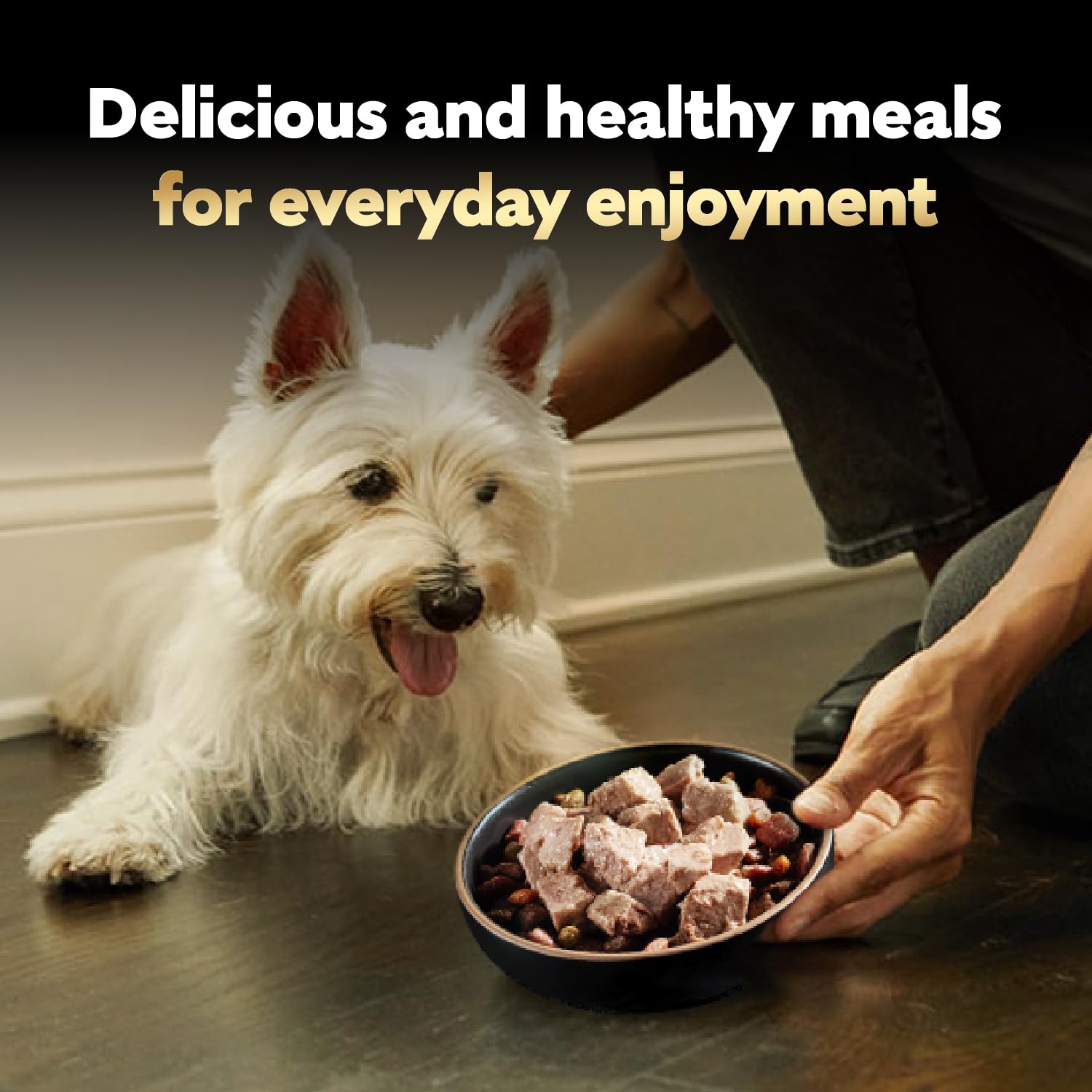 Cesar trays enable quick, on-the-go dog meals.