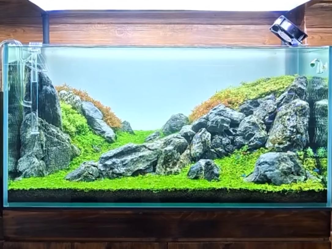 ChaoLeHo Seiryu stone easy cleaning for busy setups