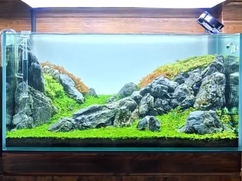 ChaoLeHo Seiryu stone easy cleaning for busy setups