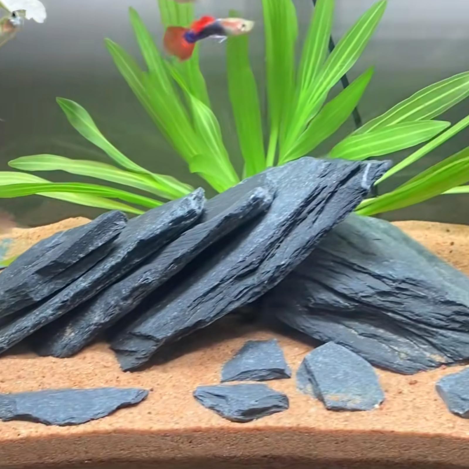Terrarium enthusiasts can combine sizes to craft realistic habitats.