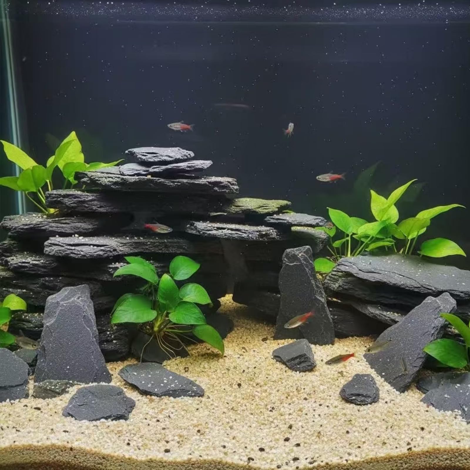 5lb pack ready for immediate aquascaping and habitat creation.