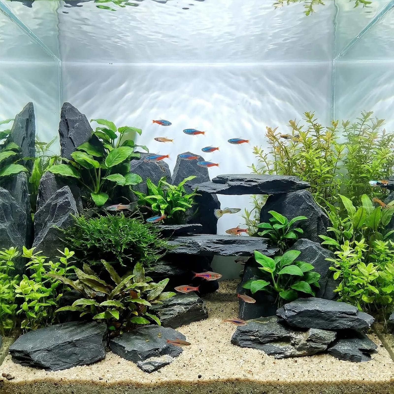 Each piece shows unique character for authentic tank or terrarium displays.