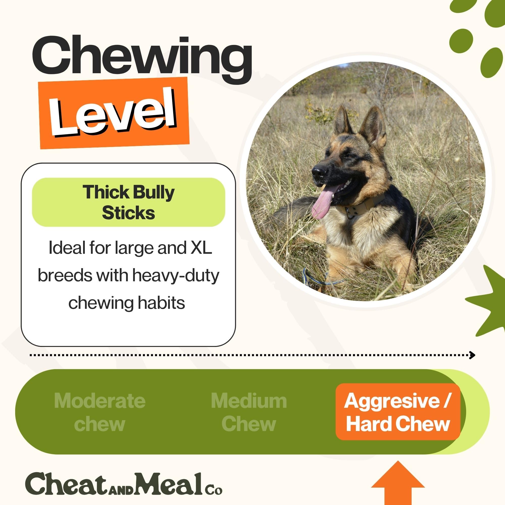 Large dog chewing action with Cheat and Meal Co bully sticks.