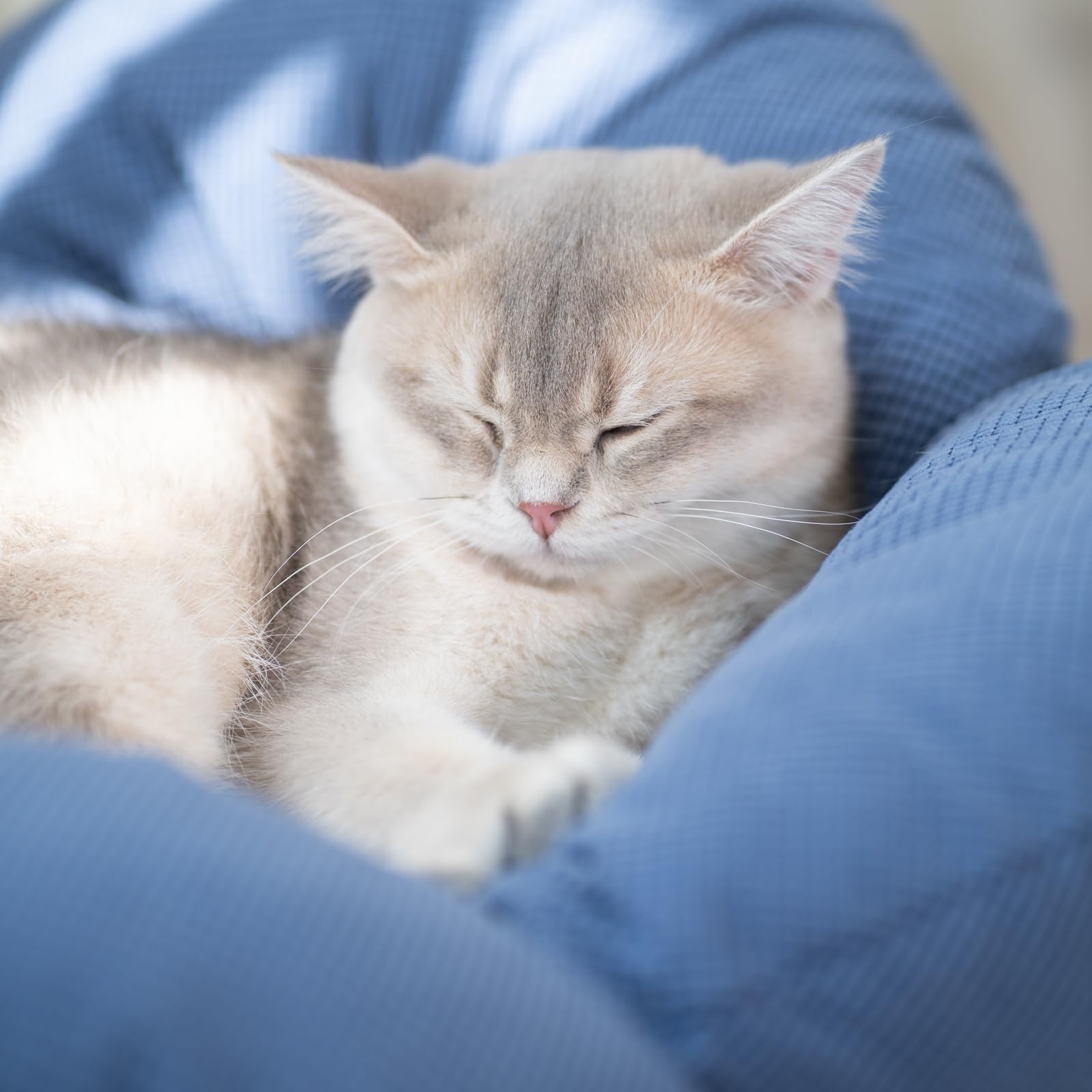 CHEERHOME PETS elevated sleep surface enhances airflow and dryness.