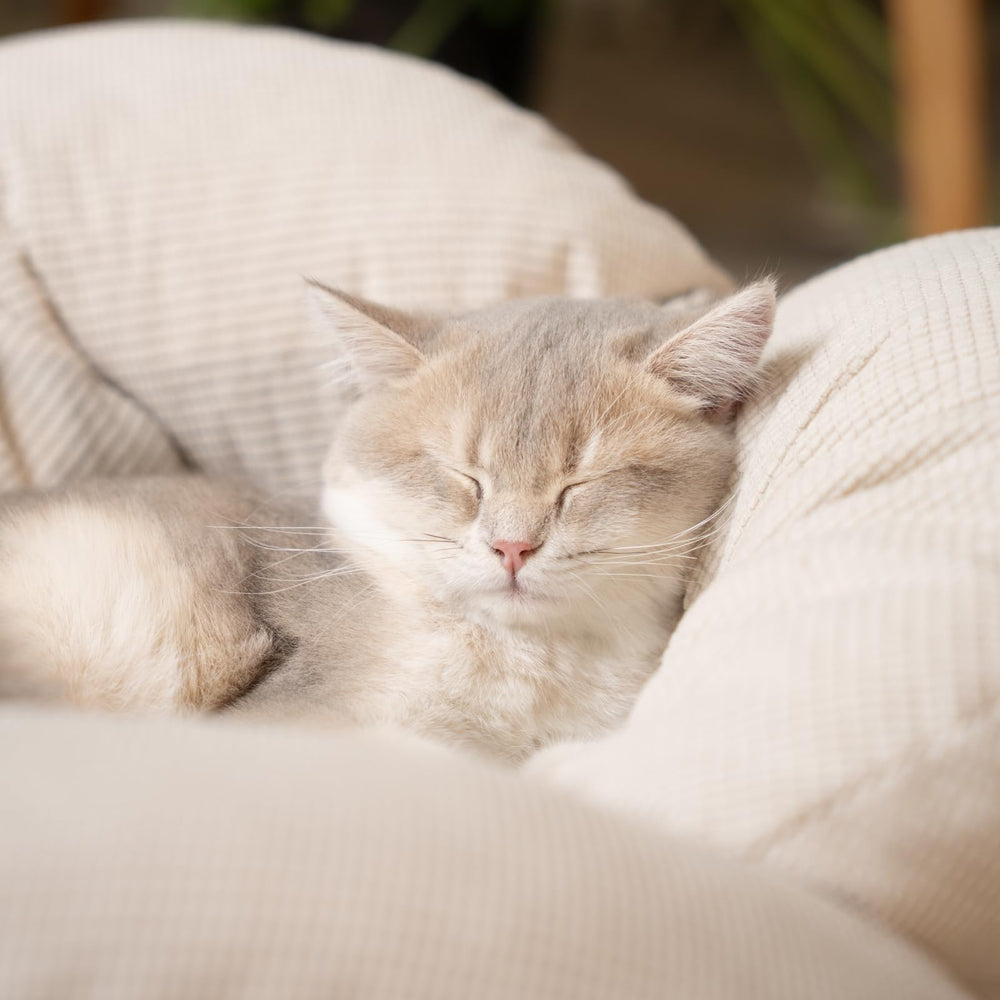 Raised design keeps pets off cold floors in the CHEERHOME PETS bed.