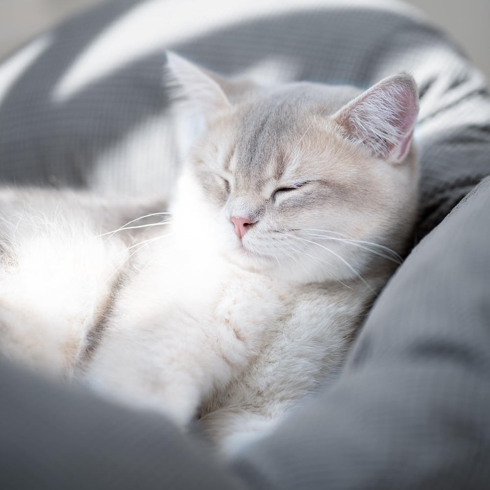 Cushion expands fully after unpacking for optimal comfort