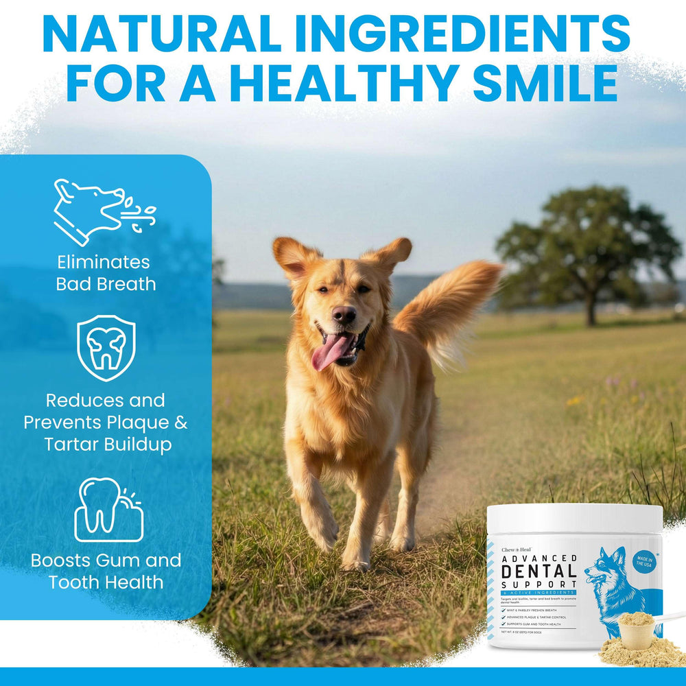 Brown algae, kelp, and green tea support teeth and gum health in dogs.