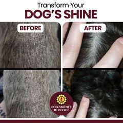 Chew + Heal Labs dog coat health shine reveals vibrant fur.