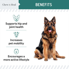Dog enjoying improved mobility with Chew + Heal Labs mussel powder