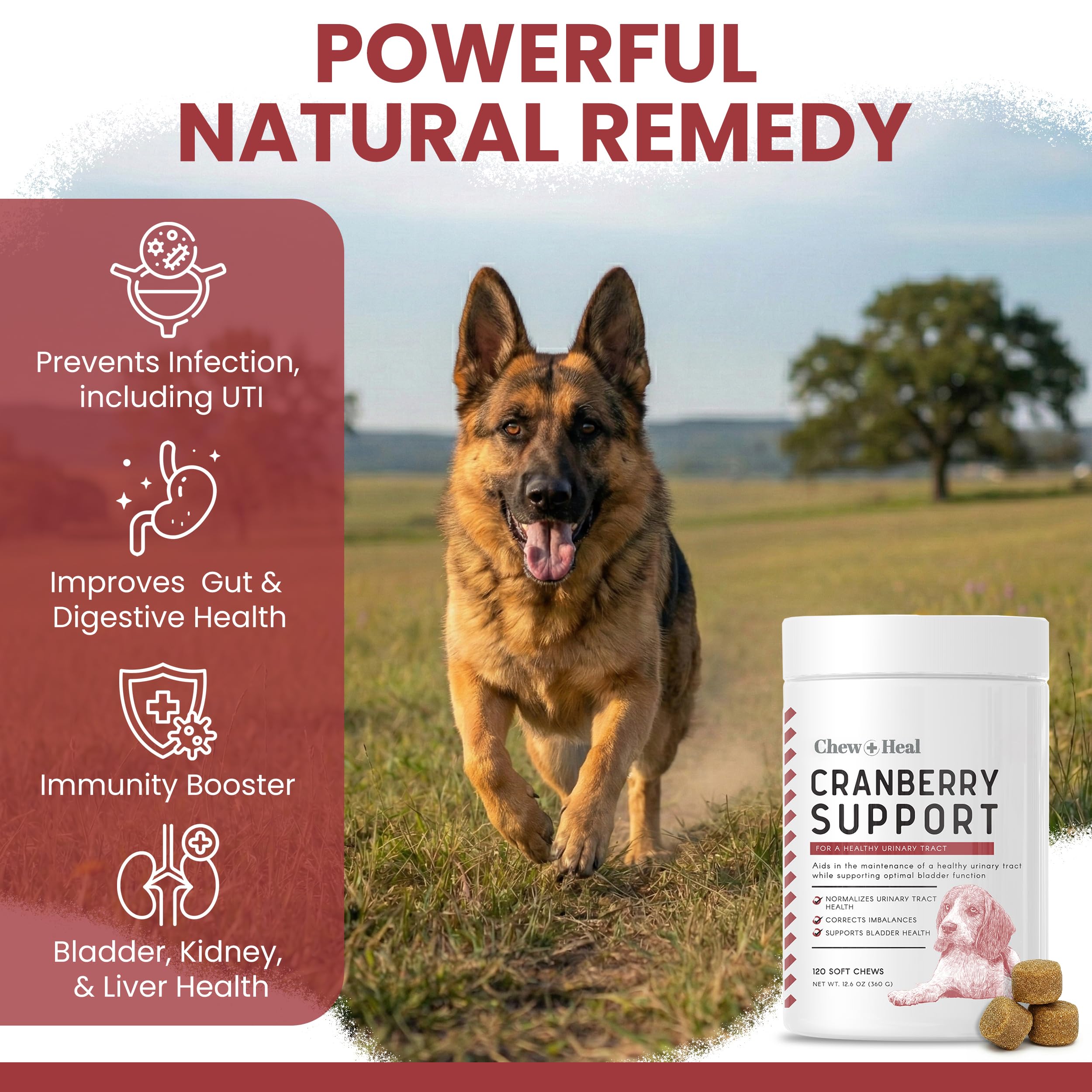 Dog happily chews Chew + Heal Labs UTI cranberry soft chew for bladder comfort.