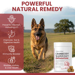 Dog happily chews Chew + Heal Labs UTI cranberry soft chew for bladder comfort.