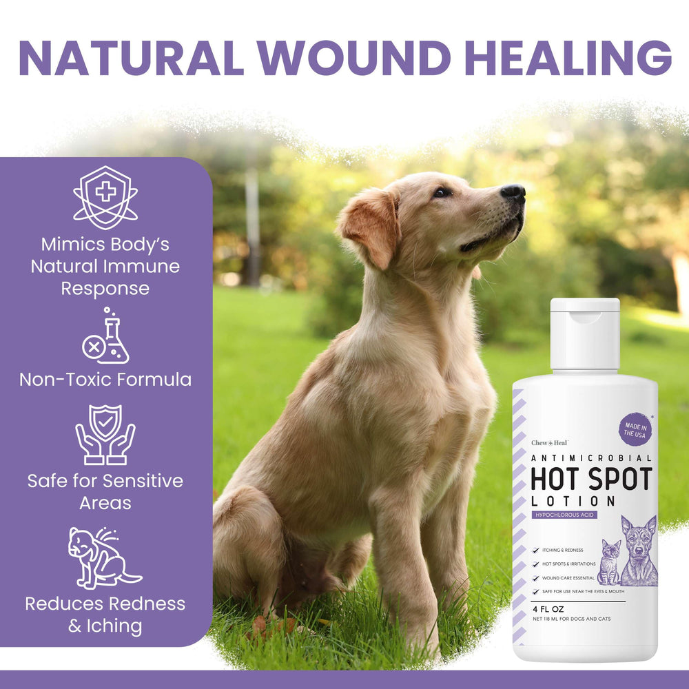 Chew + Heal Labs hypochlorous lotion shown on dog wound area for quick care.