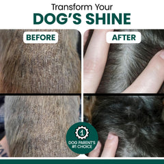 Chew + Heal Labs dogs coat gloss image suggests a shinier, healthier coat.
