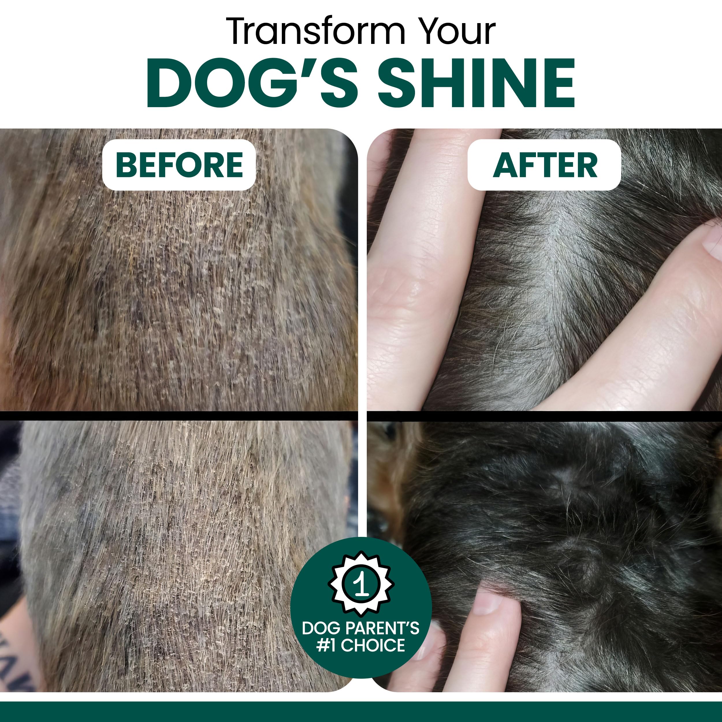 Chew + Heal Labs dog with a glossy coat using algae omega-3 supplement.