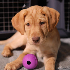 Chew King fetch ball 2.5-inch side view ideal for active fetch sessions.