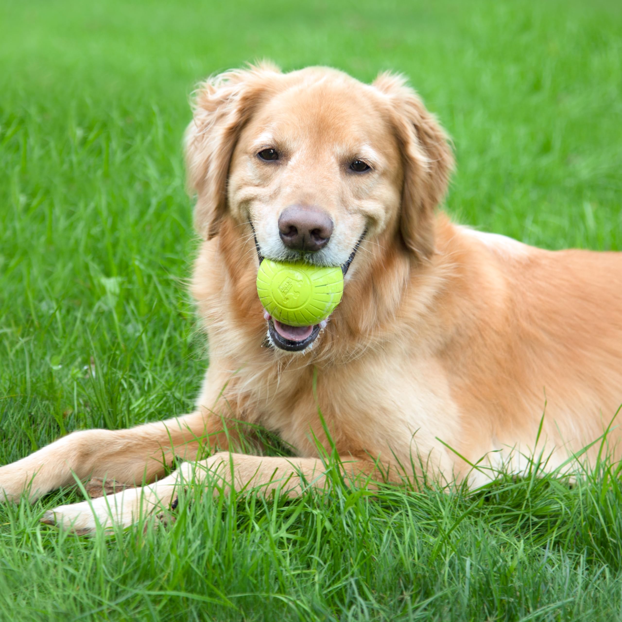 Chew King natural rubber texture showing odor-free surface and chew-friendly material.