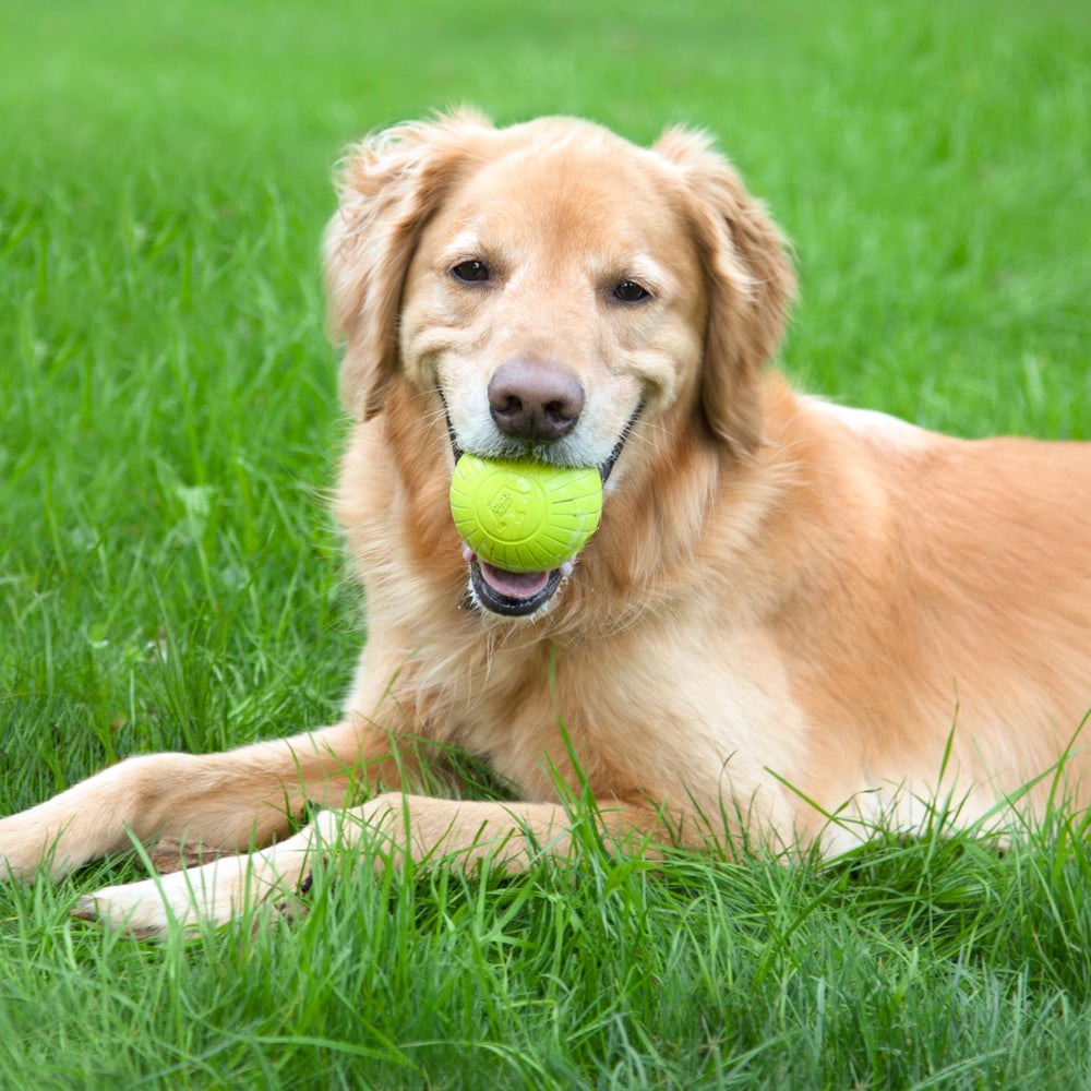 Chew King natural rubber texture showing odor-free surface and chew-friendly material.