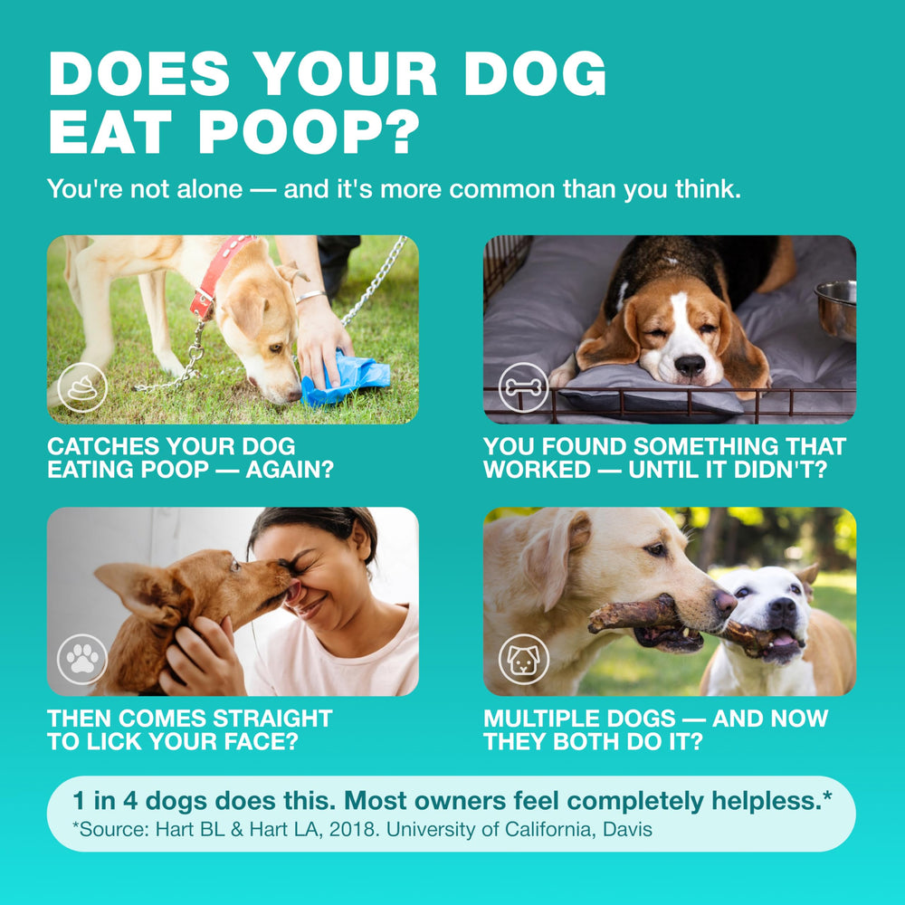 CHEWIA dog probiotics and enzymes ingredients displayed for digestive health.