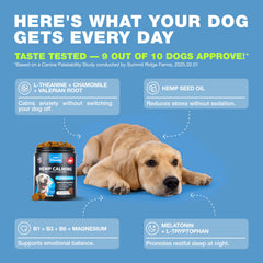 Relaxed dog after CHEWIA chews demonstrates calmer behavior.