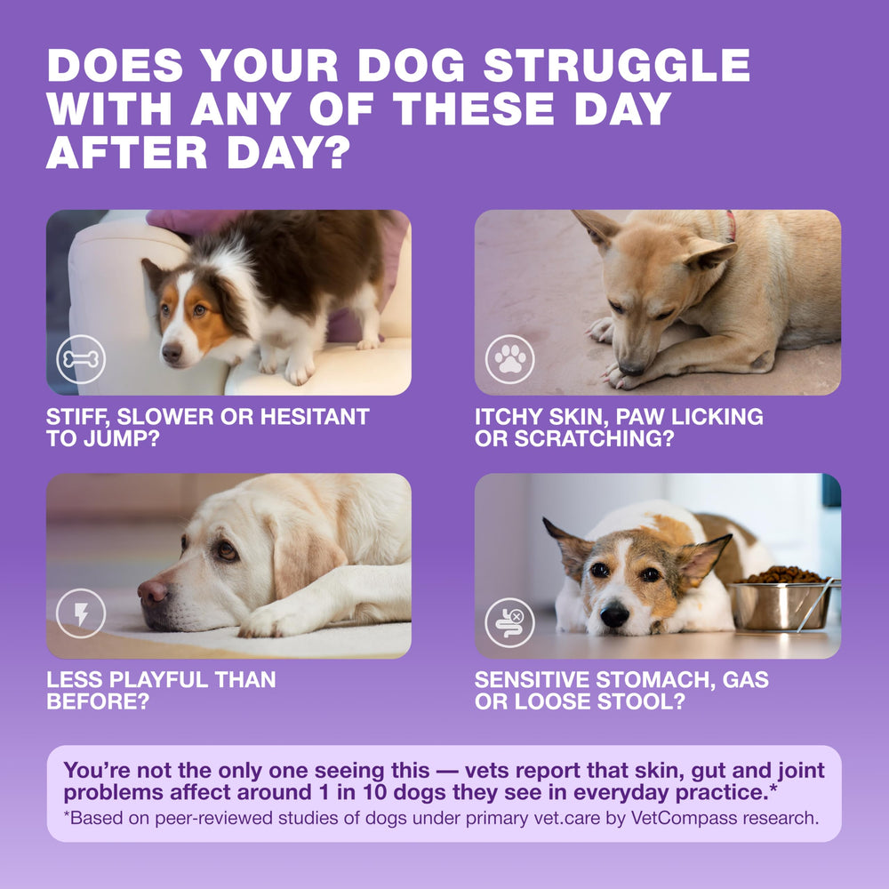 Close‑up of CHEWIA dog vitamins chews for skin and coat health