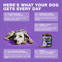 Energetic dog in motion with CHEWIA dog vitamins