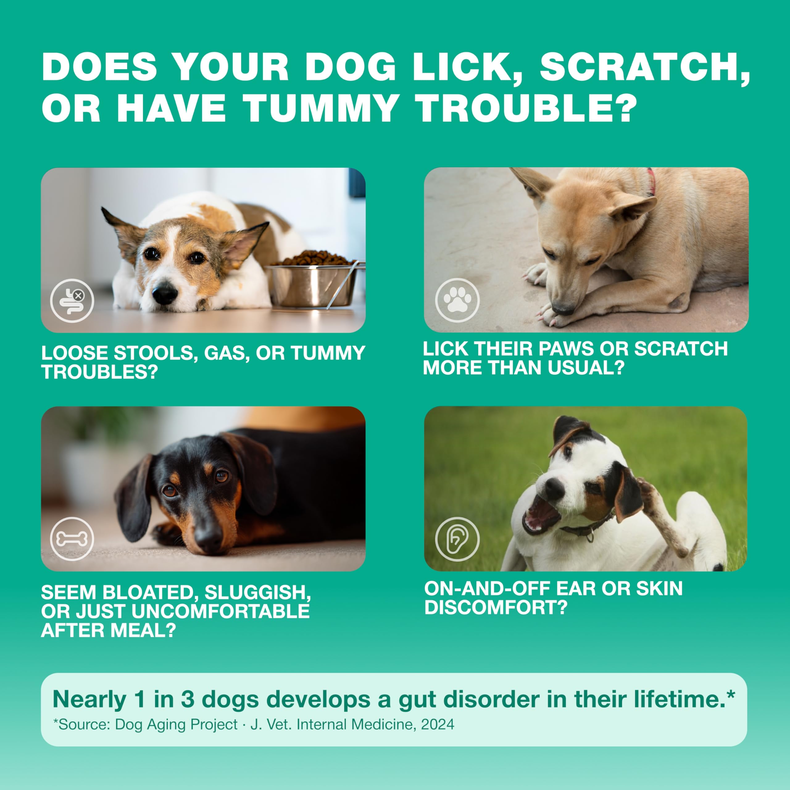 CHEWIA probiotic chews with pumpkin powder for healthier stool