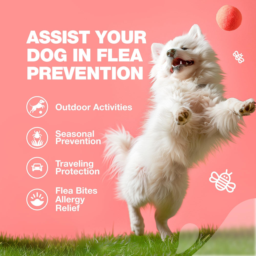 CHEWIA vet-formulated dog supplements crafted by professionals for reliable care.