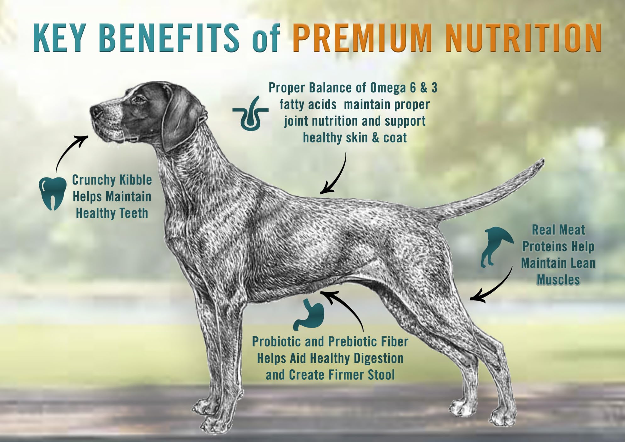 Chicken Soup for the Soul dry dog food ingredients panel emphasizes quality protein and wholesome grains-free formula.