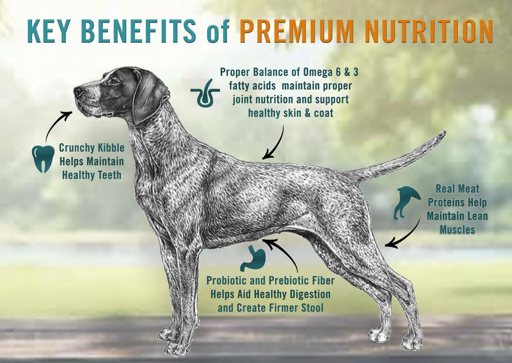 Chicken Soup for the Soul dry dog food ingredients panel emphasizes quality protein and wholesome grains-free formula.