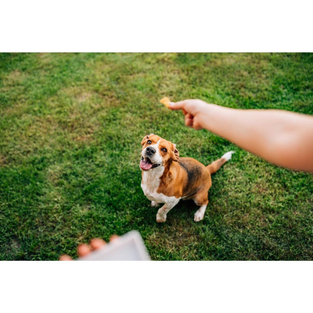 Chip's Naturals Cheesy Flavored Doggie Chicken Chips grain-free formula label.