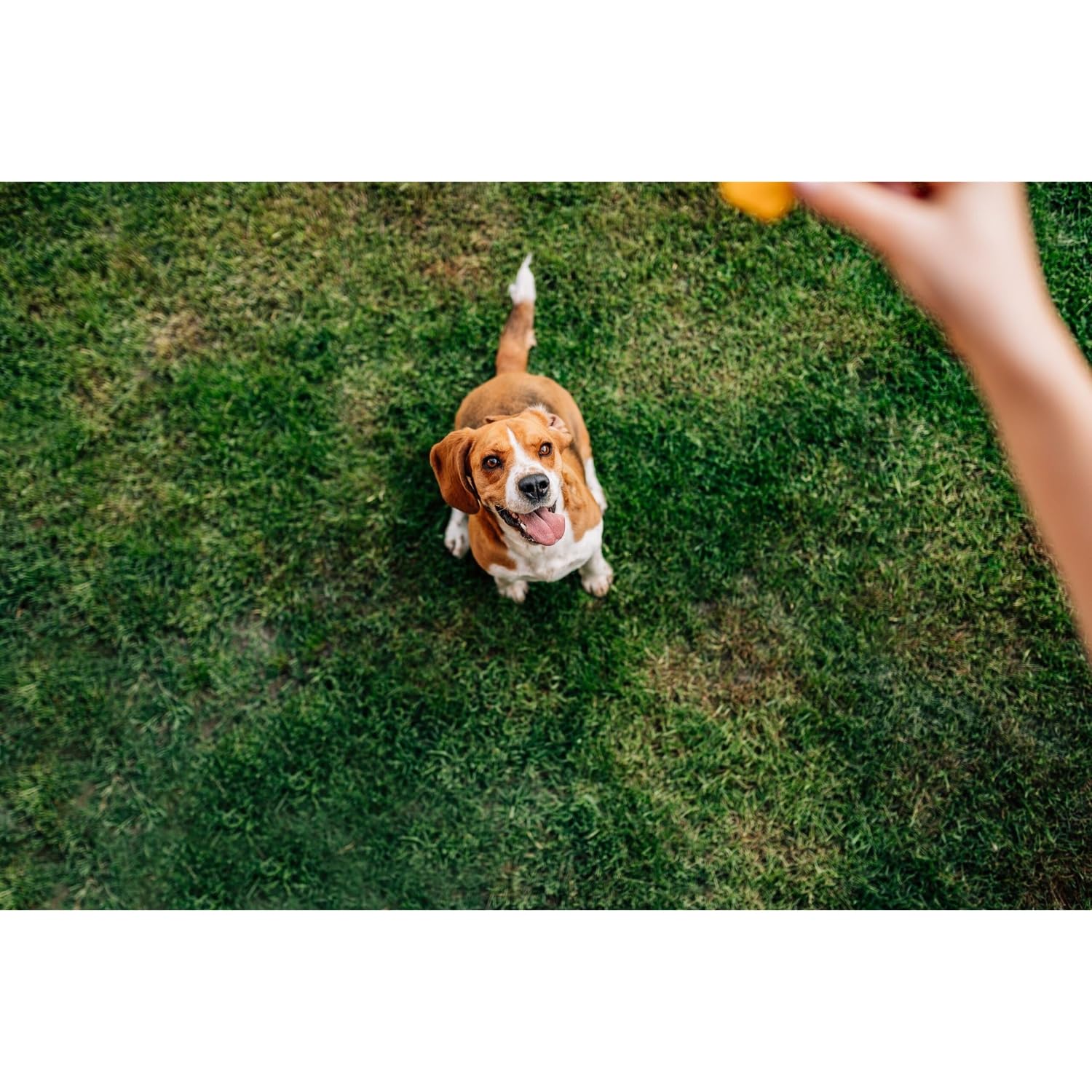 Chip's Naturals Doggie Chicken Chips crunchy-texture for rewarding dogs.