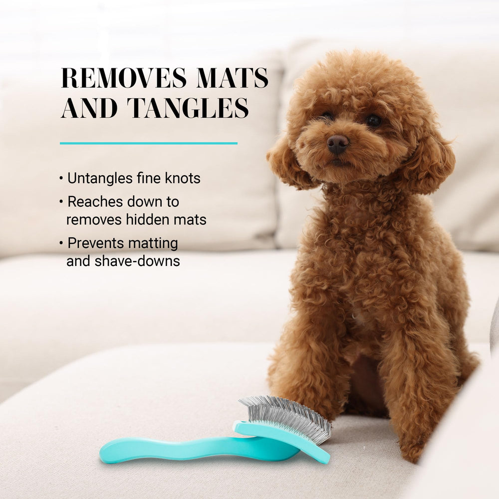 Fluffing curly coats to shape heads and legs with Big G Slicker.