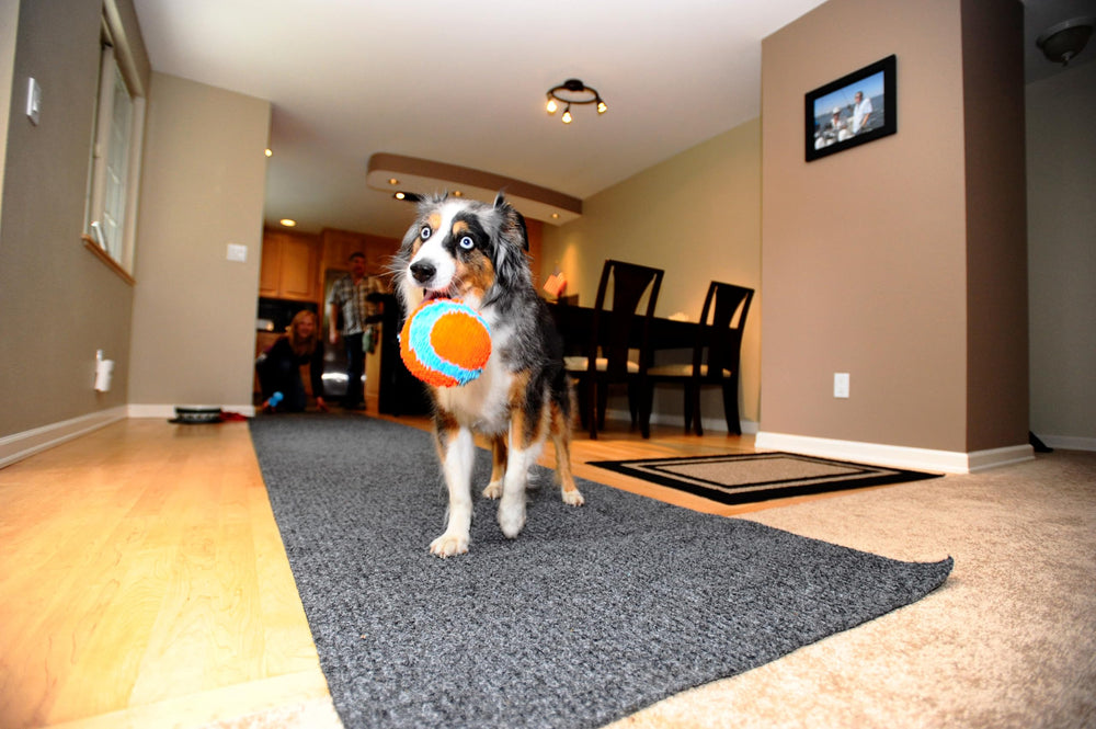 Compact 4.75-inch Chuckit ball ideal for small dogs and puppies.