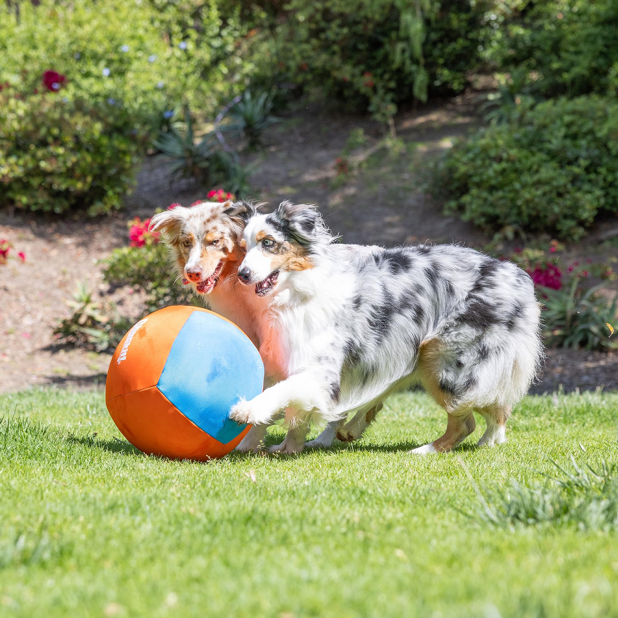 Chuckit! Big Air Ball suits dogs of all sizes for low-impact fetch.