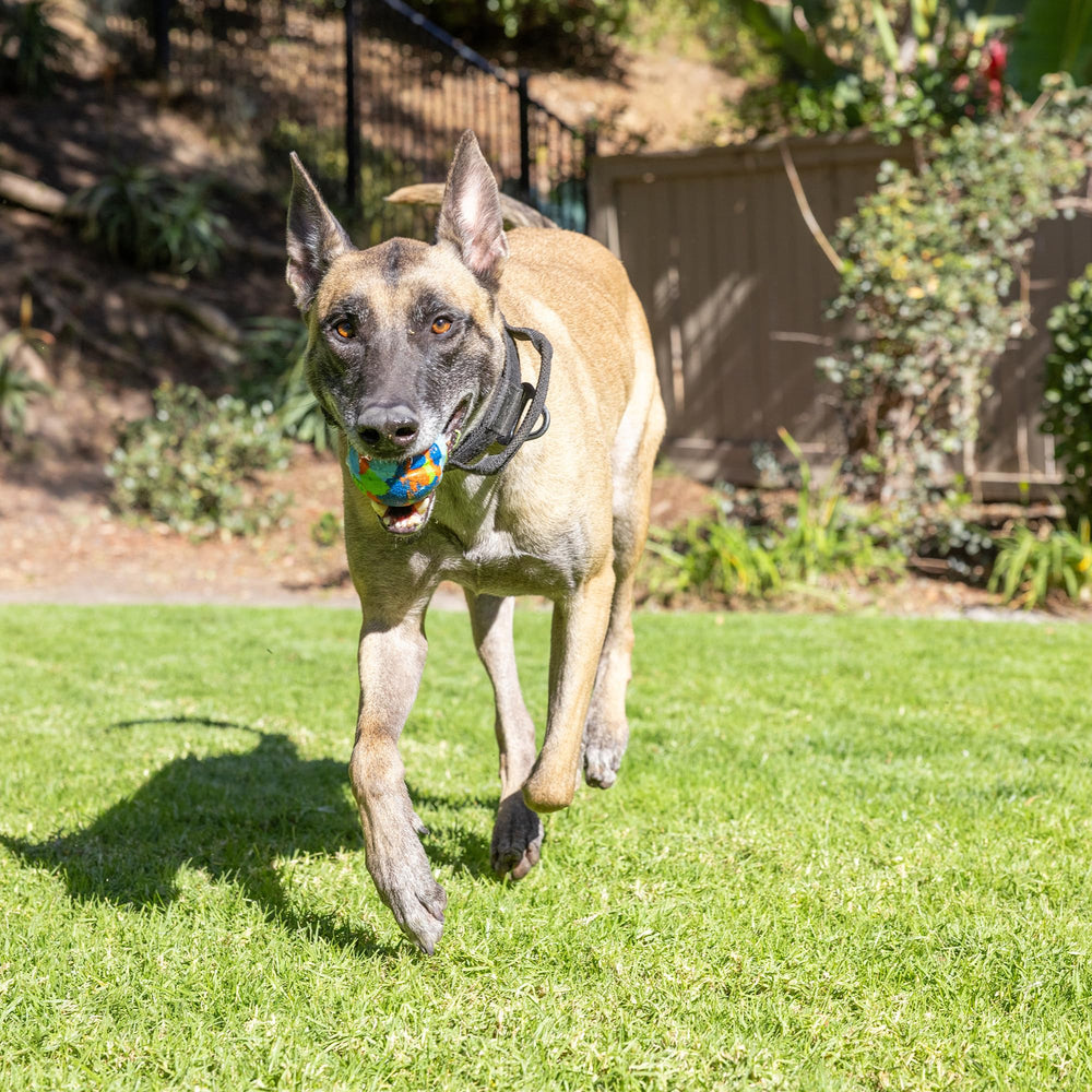 Chuckit EcoFetch balls are not pure chew toys; supervise.