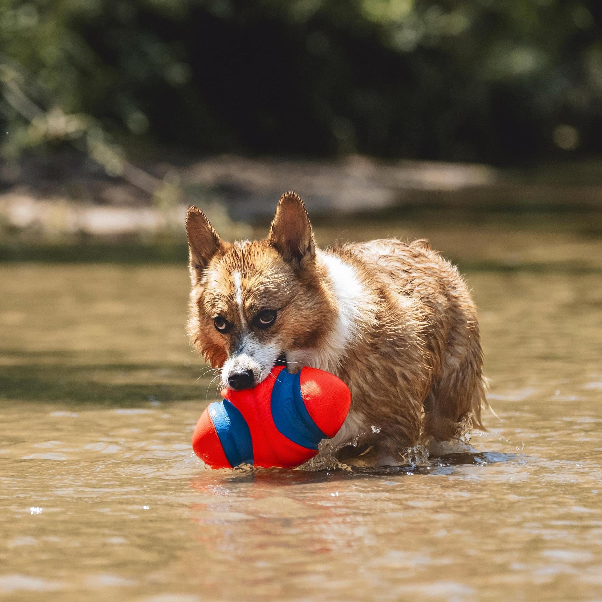 Chuckit! Fumble Fetch in bright colors makes locating the toy easy