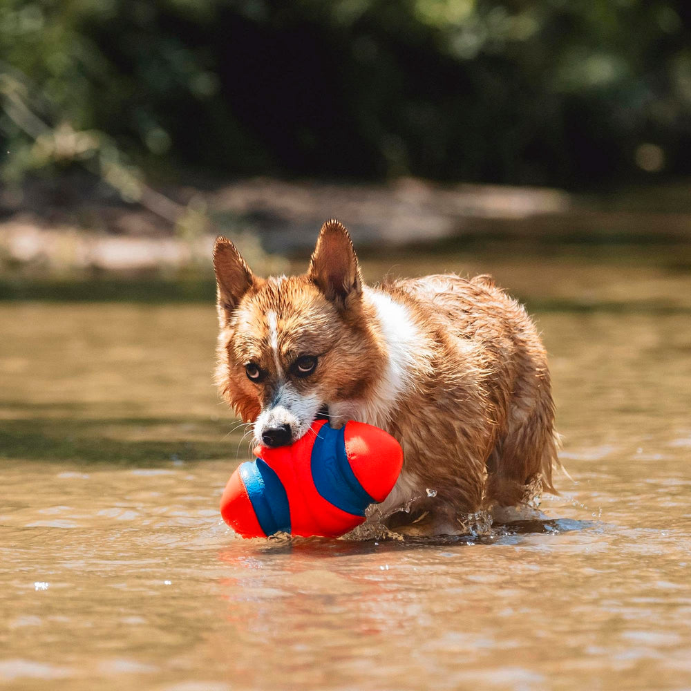 Chuckit! Fumble Fetch in bright colors makes locating the toy easy