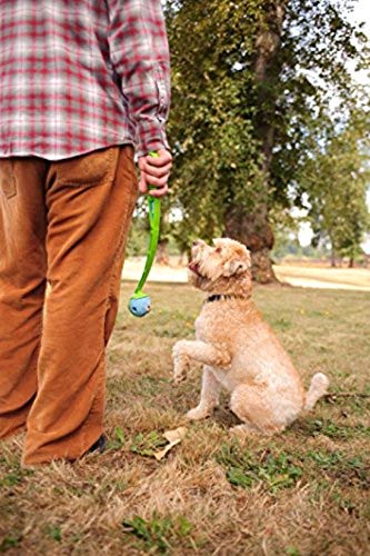 Chuckit Gen 1 Bouncy ball in action with a happy dog