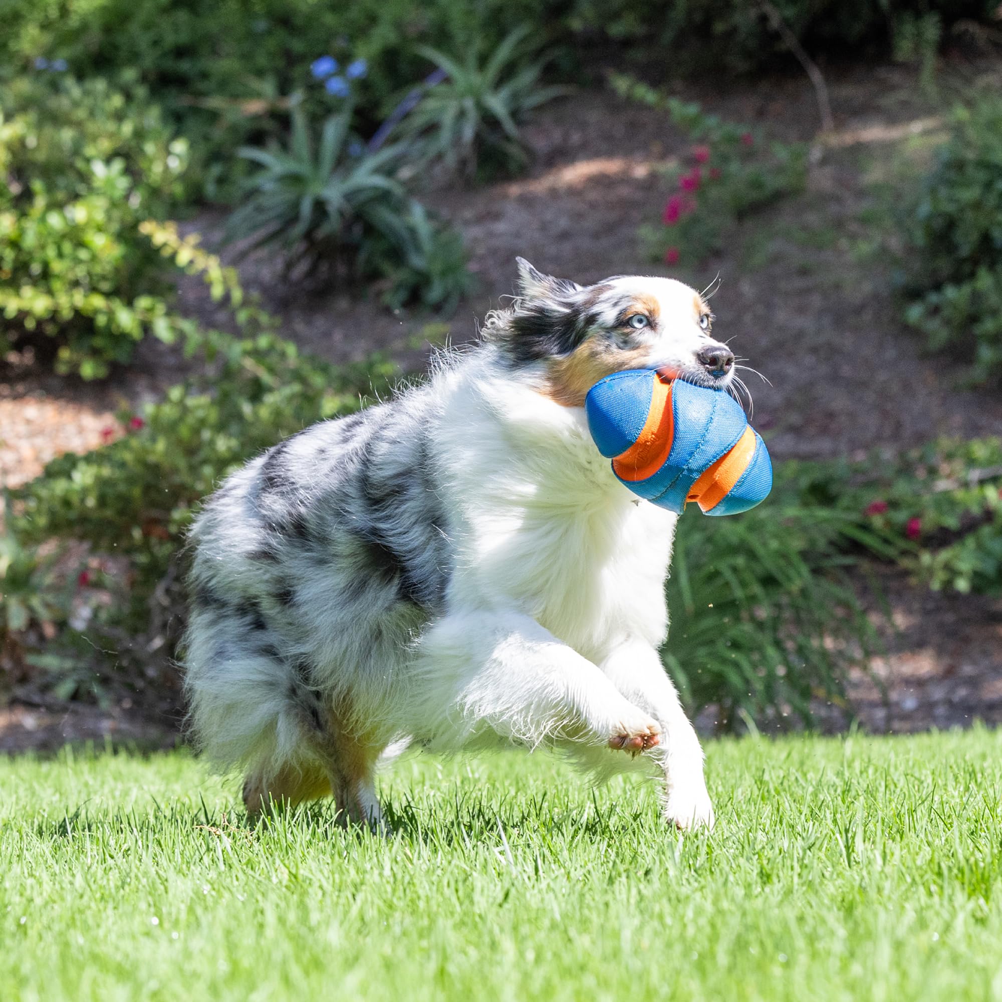 Chuckit! Giggle Fumble dog toy designed for all breeds and outdoor fun.