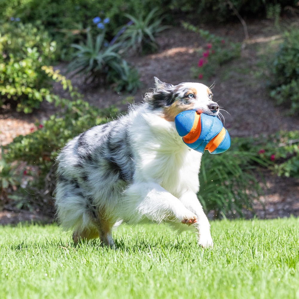 Chuckit! Giggle Fumble dog toy designed for all breeds and outdoor fun.