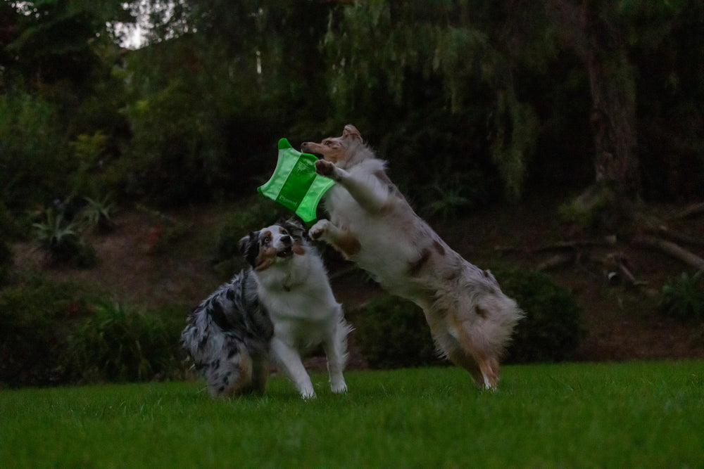 Chuckit! Glow Squirrel's raised edges simplify pickup for pups and owners