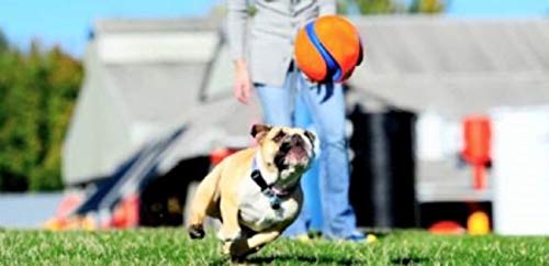 Chuckit! Kick Fetch Ball small night-glow, glow-in-the-dark option extends play after dusk.