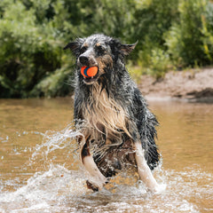 Chuckit Ultra Ball Large—3-inch ball designed for dogs in the 60-100 lb range.
