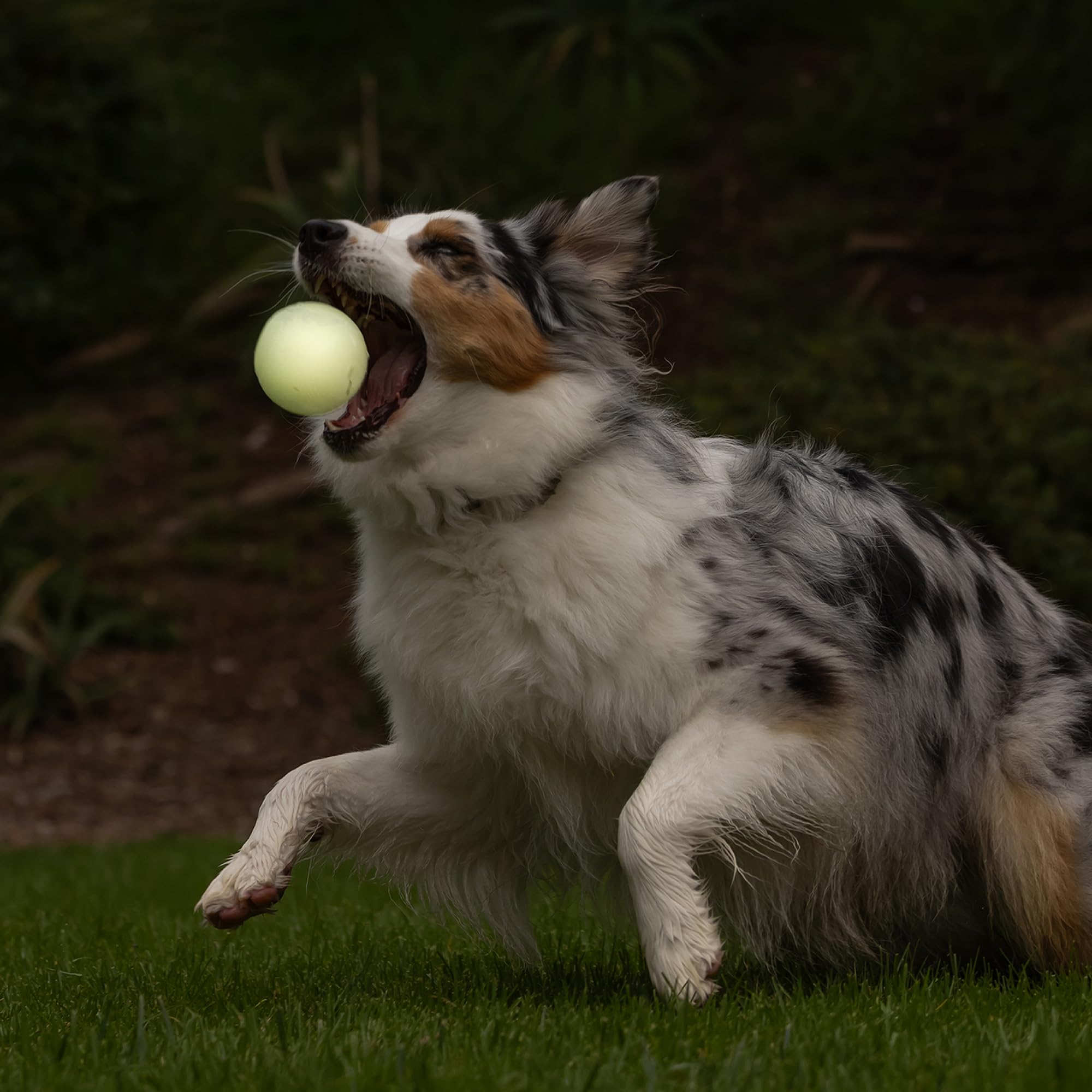 Chuckit Ultra Ball Large—pack of 2 to keep play going without downtime.