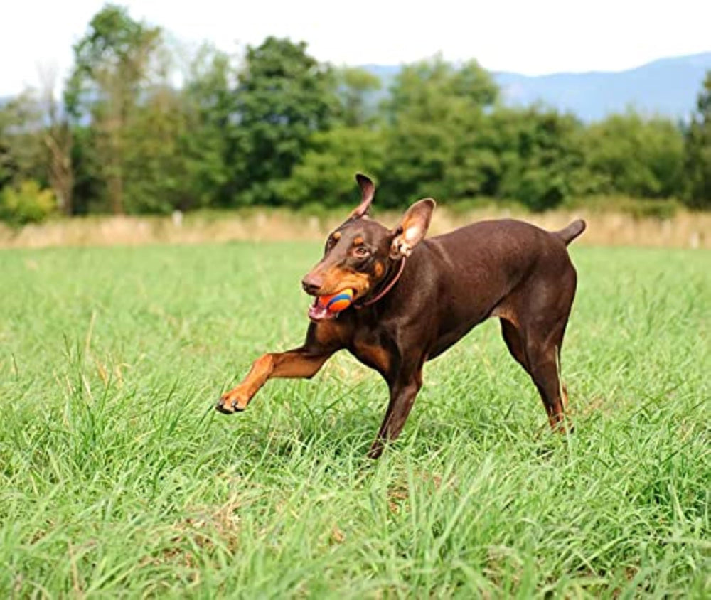 Medium sized dogs 20-60 lbs enjoying Chuckit Ultra Ball board for fetch.