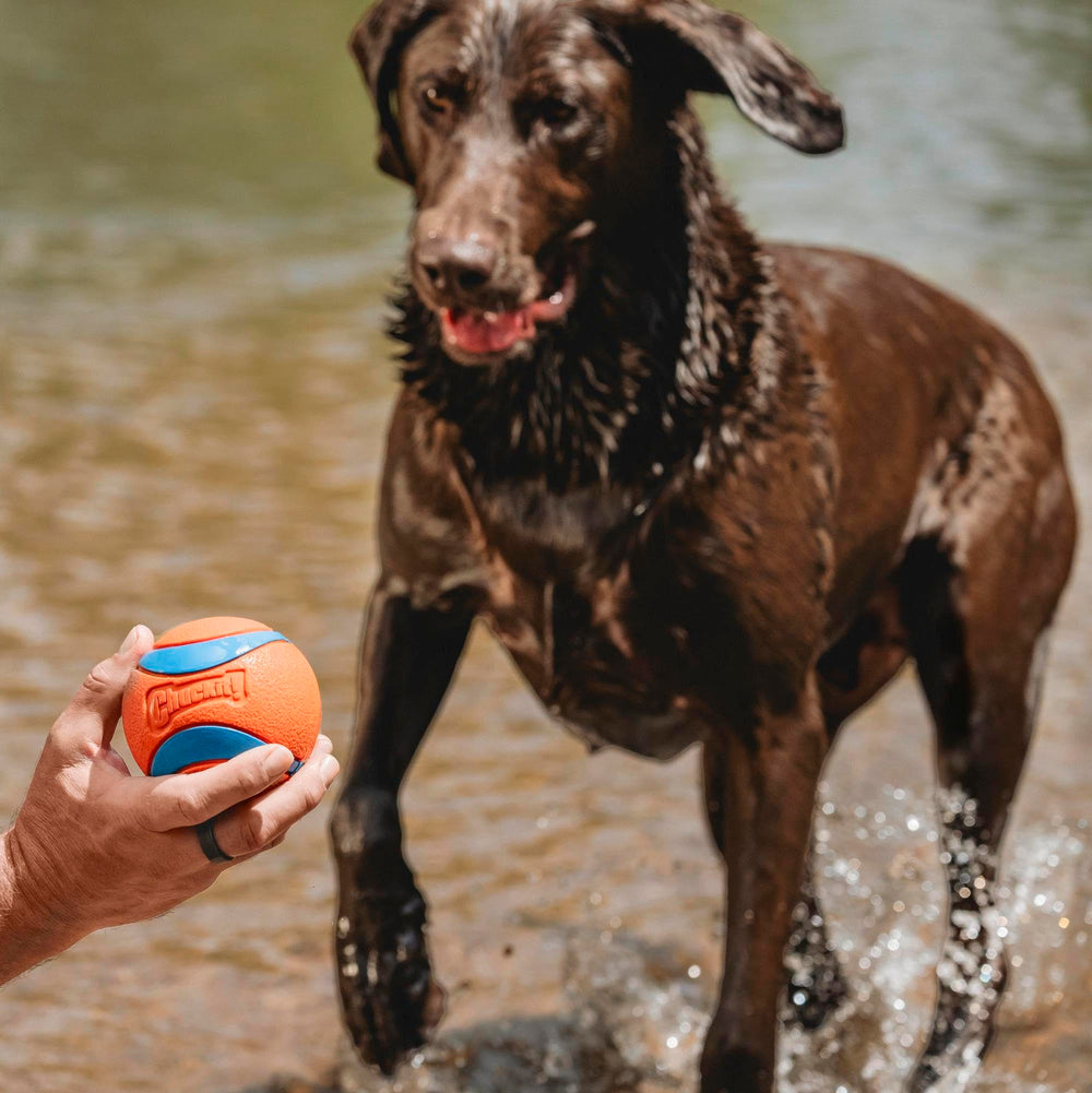 Chuckit Ultra Ball XXL textured surface for secure grip during play.