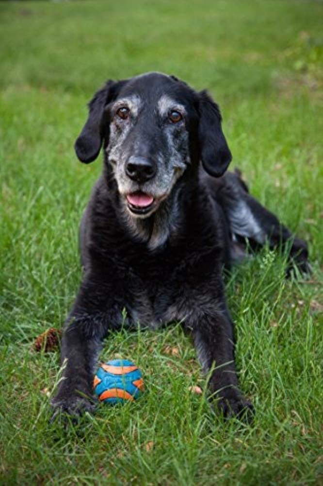 Chuckit! Ultra Squeaker Ball small floats on water for splashy fun.
