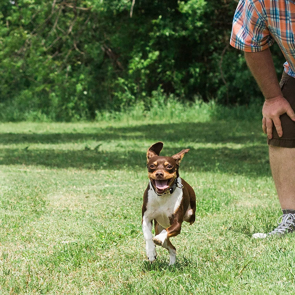 Chuckit! Ultra Squeaker Ball small perfect for park fetch sessions.