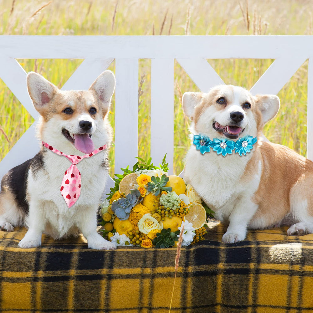 Chumia outfit collection simplifies pet styling for events.
