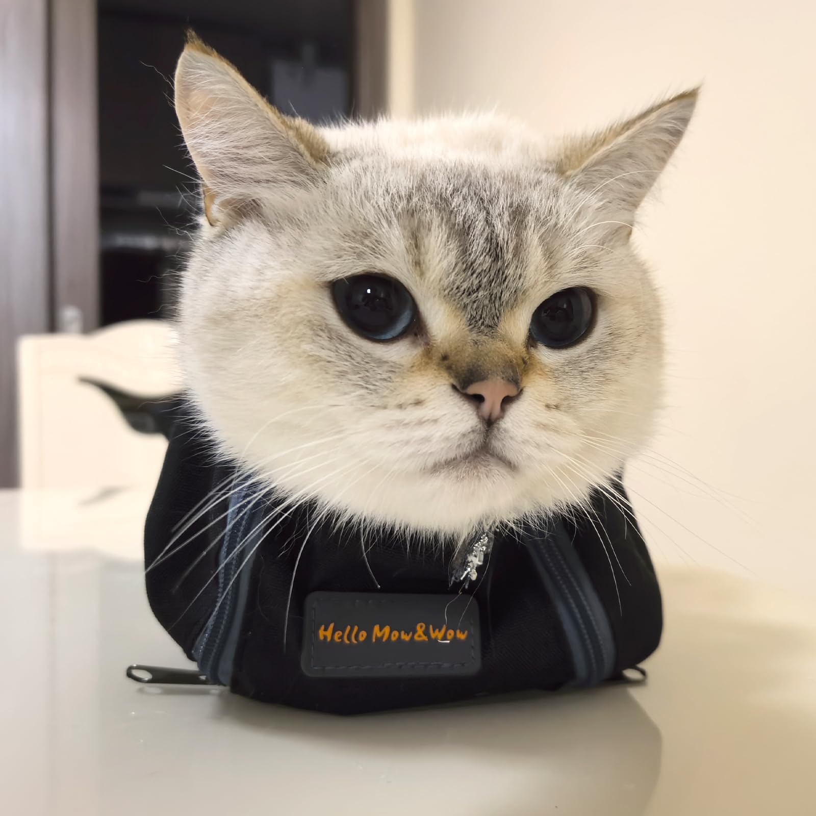 Cinf secure-closure keeps cat safely in place